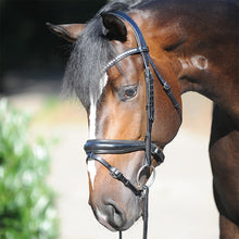 Kavalkade Charlotte  Bridle