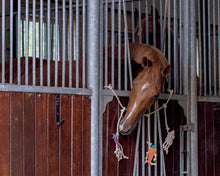 QHP Horse Toy Box Hanger