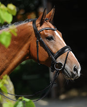 Passier Atlas Bridle