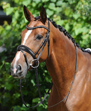 Passier Atlas Bridle