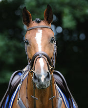Passier Gemini Snaffle Bridle