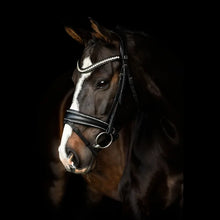 SD Celebrity Bridle