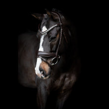 SD Danciero Bridle