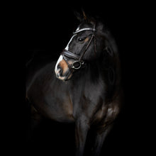 SD Danciero Bridle