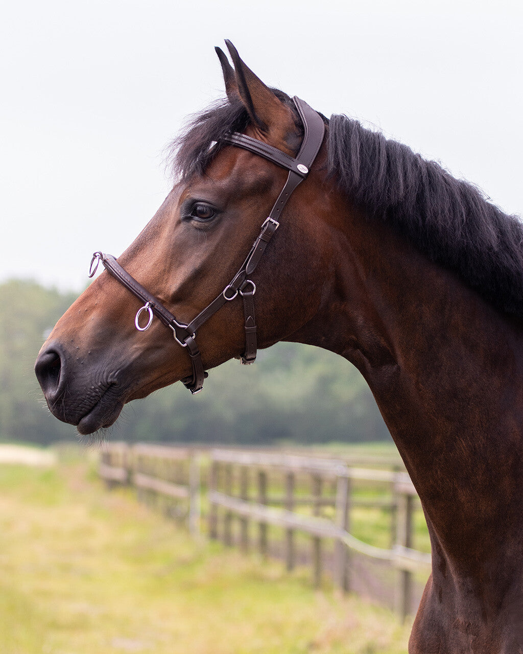 QHP Leather Lunging Cavesson The Collected Pony