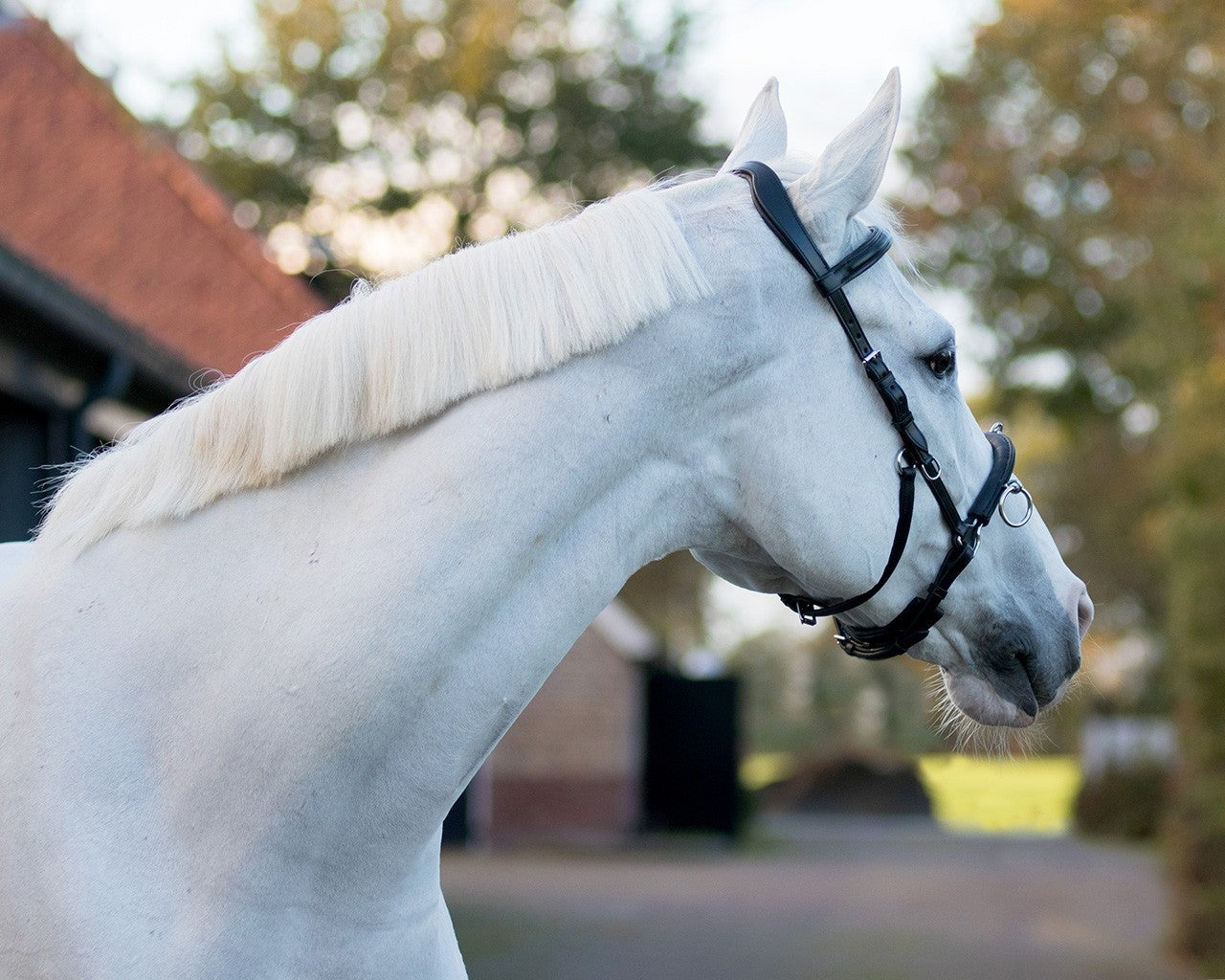 QHP Leather Lunging Cavesson The Collected Pony